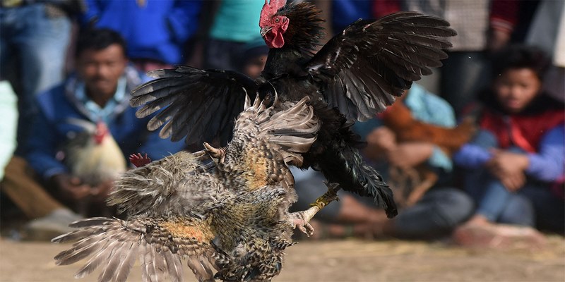 BBD được biết đến là cửa cược hòa