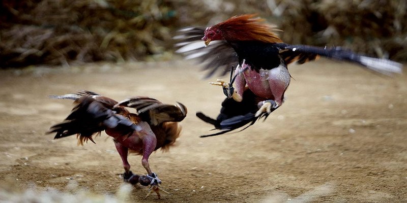 Đá gà cựa sắt là sảnh game quen thuộc từ các trường nổi tiếng